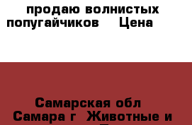 продаю волнистых попугайчиков. › Цена ­ 2 000 - Самарская обл., Самара г. Животные и растения » Птицы   . Самарская обл.,Самара г.